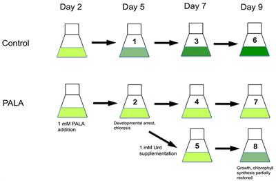 Transcriptional reprogramming of nucleotide metabolism in response to altered pyrimidine availability in Arabidopsis seedlings